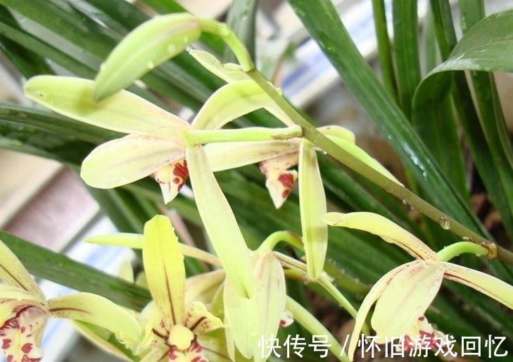 卧室养花有讲究，4种花一定不能养，不然后悔就晚啦