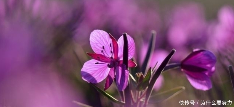 歌女#白居易最独特的一首诗,通篇写得朦朦胧胧,让人完全摸不着头脑!