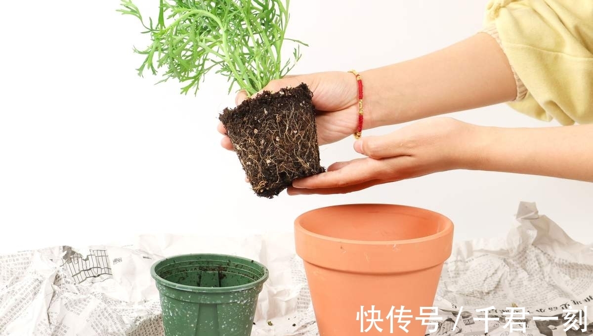 家庭|家庭养花,在盆底垫上这4种小东西,盆土透气又透水!