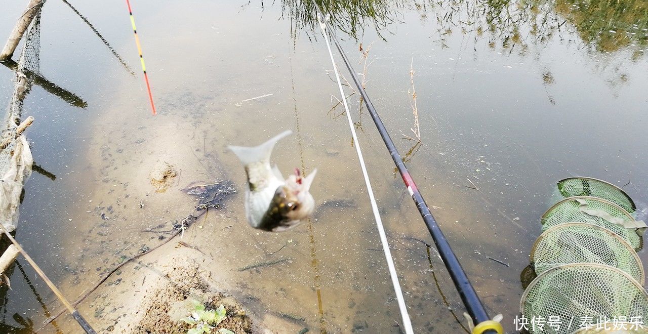 钓鱼|能钓多少鱼，并不是靠饵料、小药和打窝，而是由它“决定”