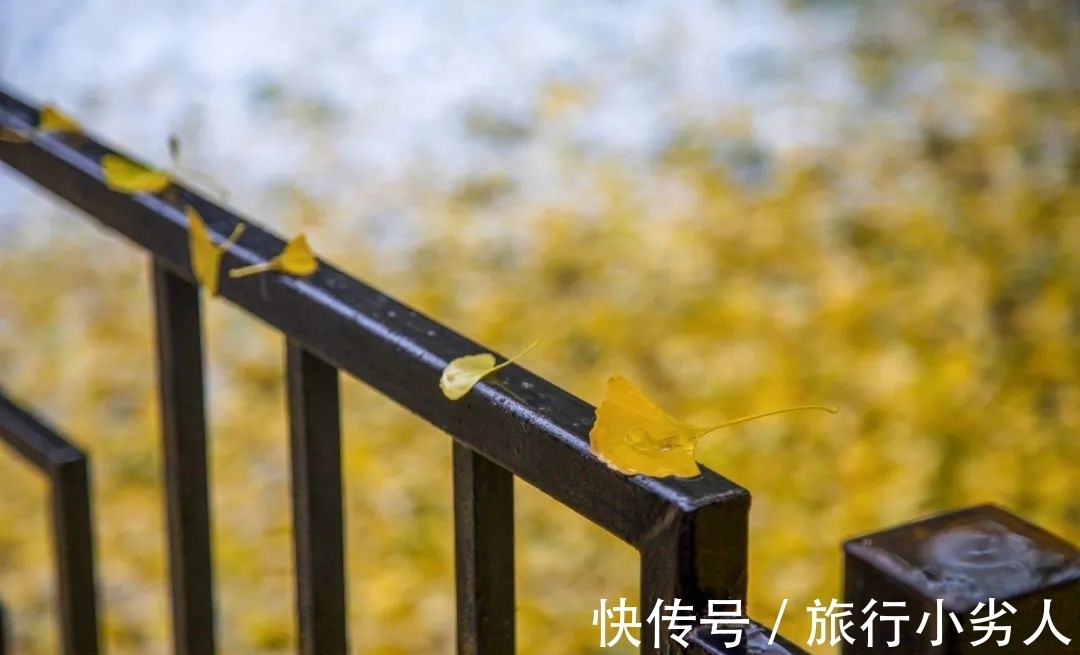 丹枫&读秋,一卷诗书