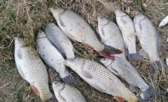 蚯蚓|除了蚯蚓还有一种万能饵,用它作钓鲫鲤草一个都别想跑