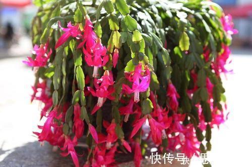 黄叶|蟹爪兰有5怕,了解掌握,不黄叶不掉花苞,越长越旺!