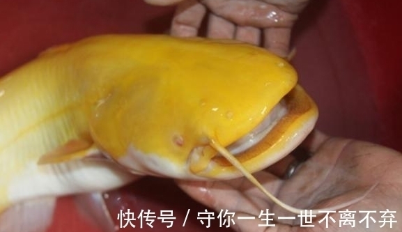 男子湖边钓鱼遇到罕见鱼类,浑身金黄犹如黄金,老人看了赶快放生