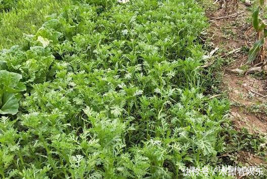 种茼蒿，采收时连根拔起教你1个技巧，茼蒿摘完一茬又一茬