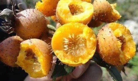 老少皆宜|女人爱美，常吃4种养生食物，排毒素，抗衰老，肌肤水嫩又细腻