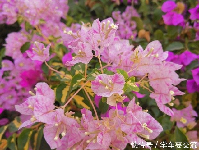 三角梅不耐寒,提前做好“三动作”,室外冻一冻,开出层叠群花!