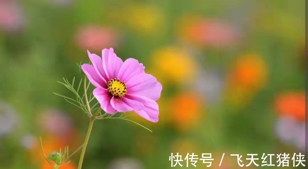 经典@王昌龄不愧是七绝圣手，信手写下一首送别诗，成为与众不同的经典