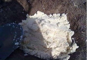 李大爷养虎皮兰,扔盆“2小东西”,根强、芽多、花满盆,好用!