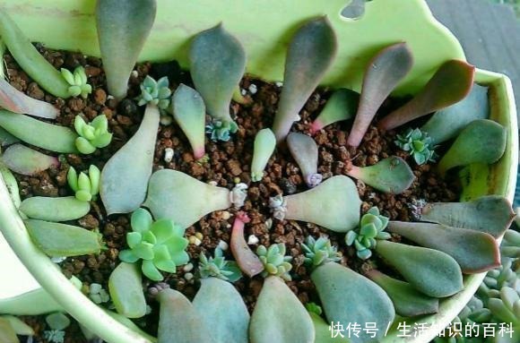 养多肉,最忌“3点”,难怪一养就抽成草,赶紧挽救还来得及!