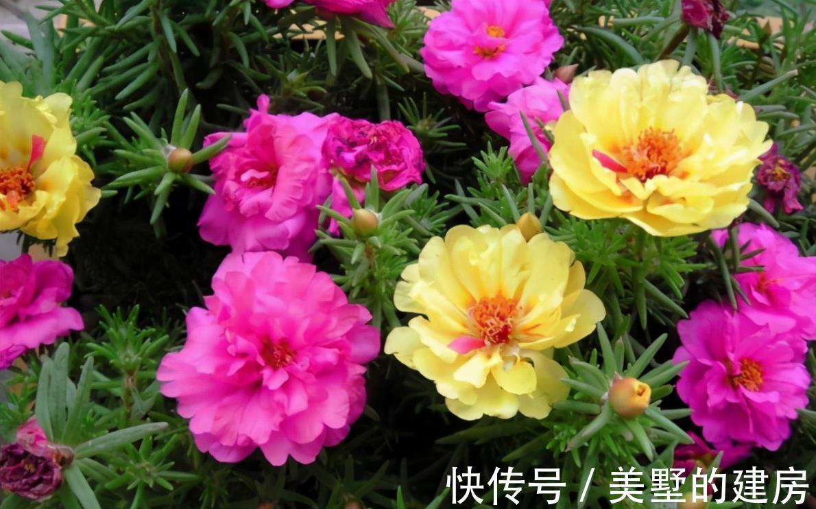 太阳花|6种“漂亮花”,七月快扦插,38度下,越热越生根,繁殖几十盆