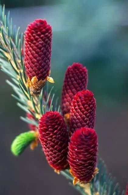  太美|松树开花，见过吗？太美了！