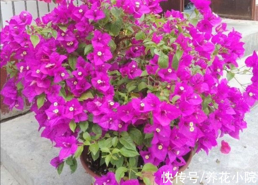 沙漠玫瑰|3种花，耐干旱又好养，一年开花好多次