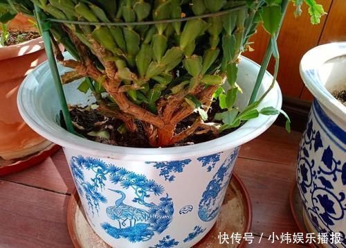 爆盆|嫁接蟹爪兰，选对砧木，10天愈合，15天成活，翌年开花爆盆