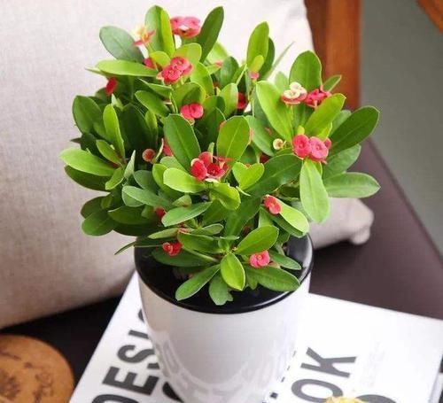 4种有毒花,碰了麻烦大,再喜欢也别养,扔都不来及