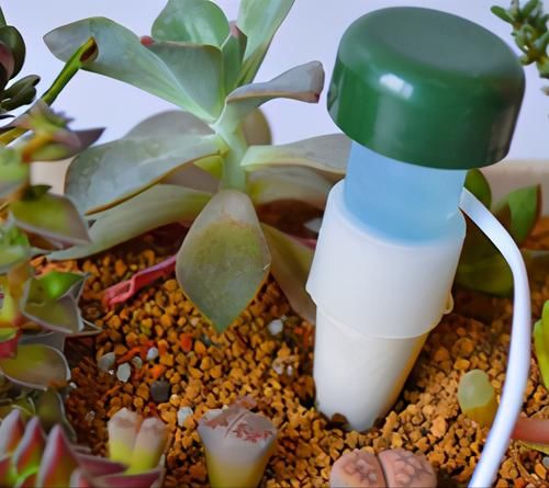 阳台养多肉，浇水“姿势”很重要，3个不小心，多肉坏一半