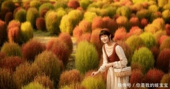 世界上最委屈的植物,在中国被做成了扫把,在日本却被当成宝