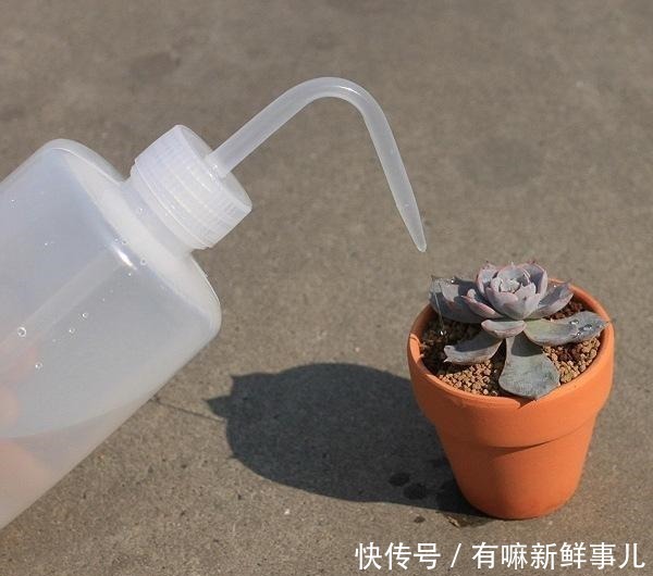 多肉植物|多肉半死不活,浇水也不行教你3招,吹气般的胖起来!