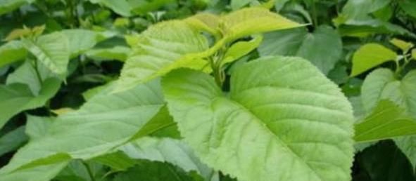 嘌呤|“嘌呤大王”被发现,是这2种调料,快点撤下桌,才能稳定尿酸