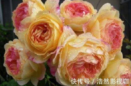 花刺|喜欢菊花,不如养盆“高档玫瑰”爱心,高贵冷艳,飘香四溢