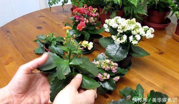 养长寿花、矮牵牛,甭太懒、太勤快!盆栽嗖嗖地开花、窜新叶