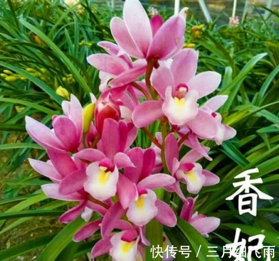 生活环境|建议每位养花人:阳台养花首选“香水之花”,花香浓郁、休养身心