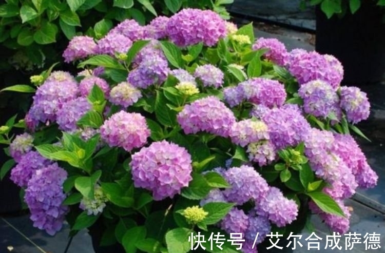 4种花全年都开花,养在阳台特合适,浇水就疯长,开花爆盆很容易