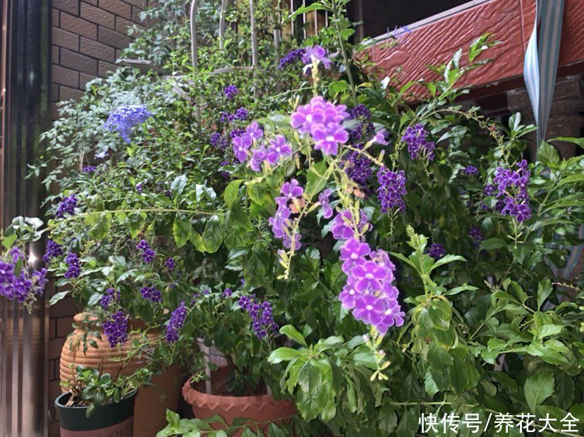 4种“活香水”,养在家里香香的,闻一闻心情都变好