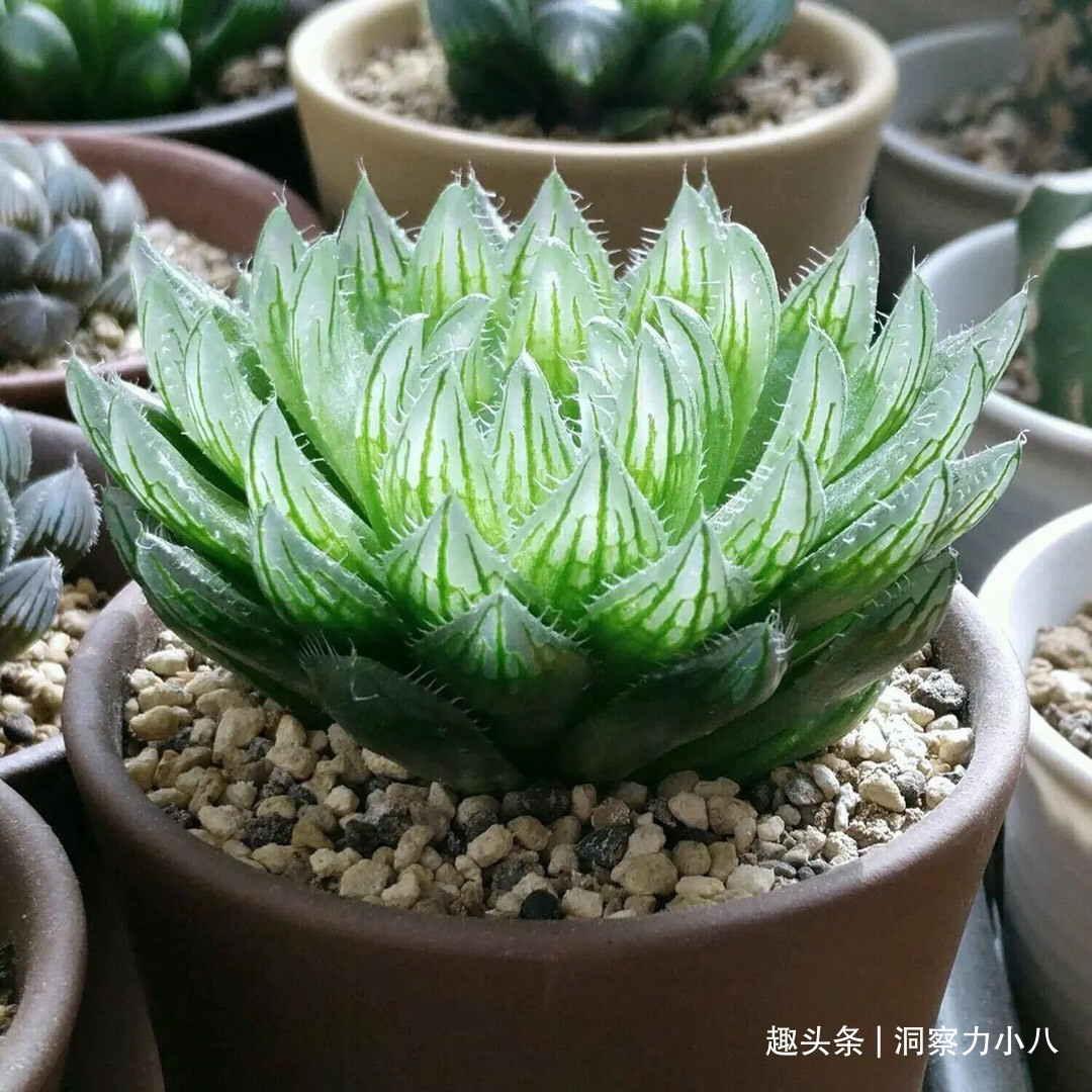 露天难成活的花,一晒太阳就黄了,挪个位置养“花叶俱美”满室香