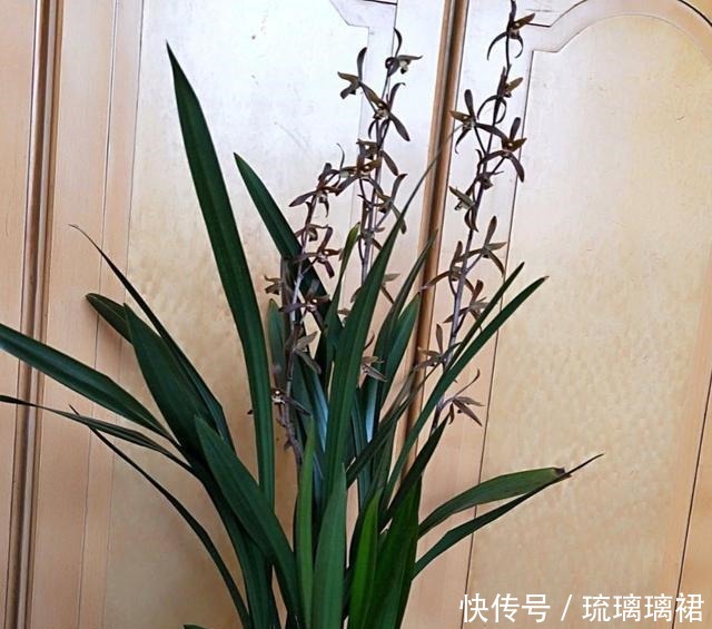 小菊|阳台小,建议养这4种“便宜花”,不占地方!