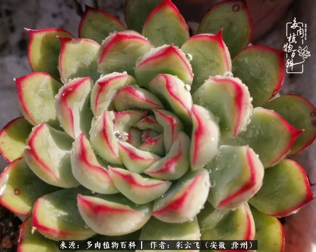 浇水后的多肉,照片秒变“照骗”!却被“骗”得很开心!