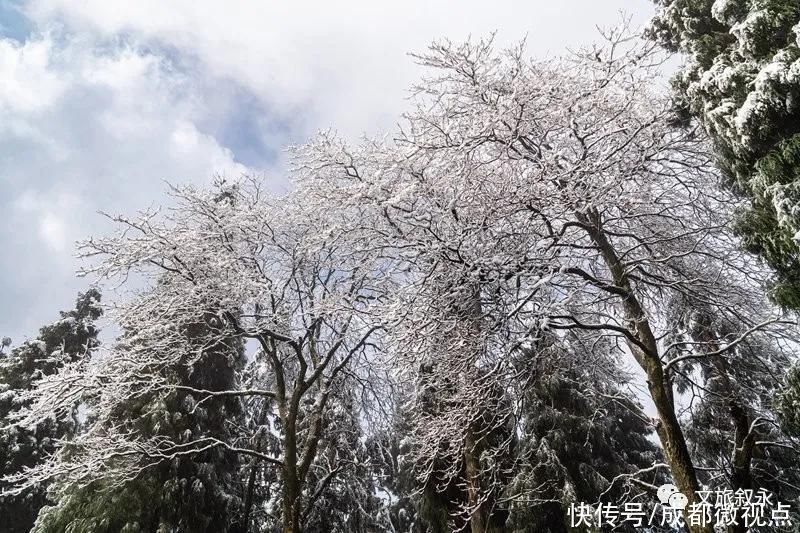 林海雪原|想看“林海雪原”，不用去东北，叙永就有