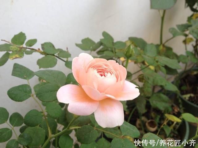 光合作用|月季叶片夏季掉光成“光杆”，不用着急，用这“四招”拯救它