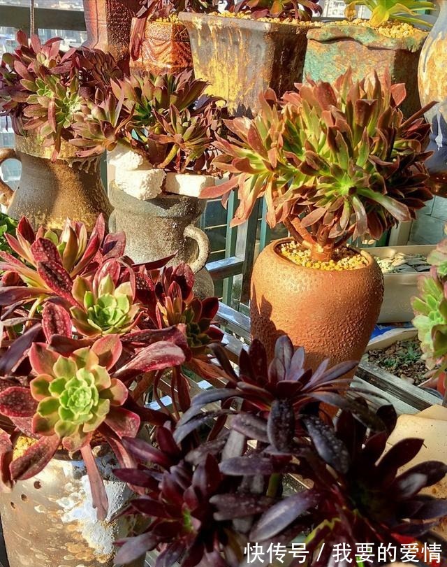 多肉中的“爆崽小能手”,无需砍头易群生,普货养成高级小老桩!