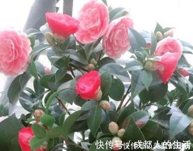 绣球花|养花试试这几款,花开繁盛花香怡人,给点阳光就灿烂,人见人爱