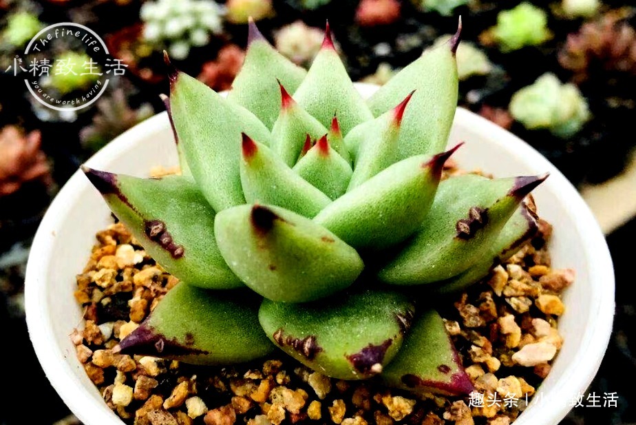 养多肉,土和水是基本,3种土不能用,6种水不能浇,记清楚了