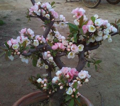 养海棠,就养“它”,一花有多色,花大、颜色亮,半年不管也开花