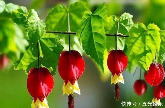 逛花市碰到5种花,不要有顾虑,什么季节都能买,它们是真好养