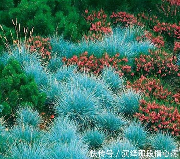 植株|9种比花还美的草,院子里种起来,美如仙境没商量!