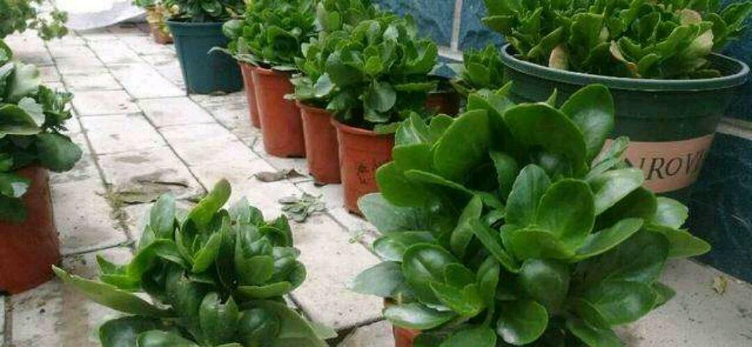 夏天|夏天偏爱长寿花,花开满园需要这样做