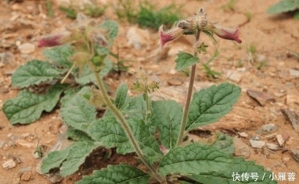 生长在农村路边的一种野草，被称为是“补益药”，知道是啥野草吗