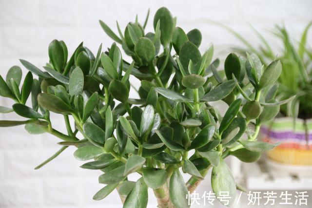 浇水|越不浇水越能养爆盆,懒人或者新手养花就选此6种