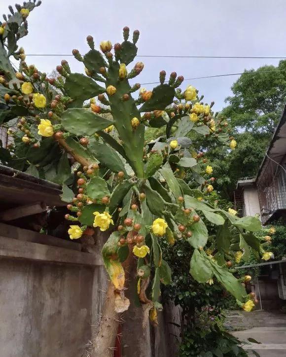 仙人掌科|7种花公认好养,几乎养不死,看看你家有没有