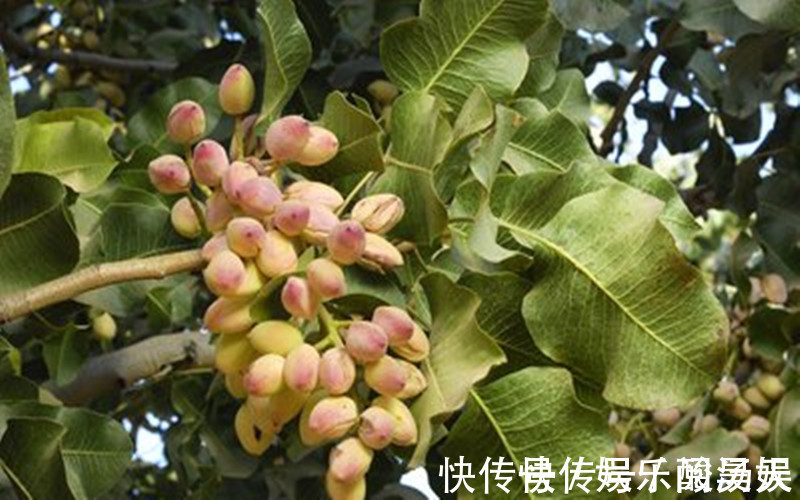 开心果|怀孕期间的女人,这几种食物要舍得吃,才能促进宝宝健康发育