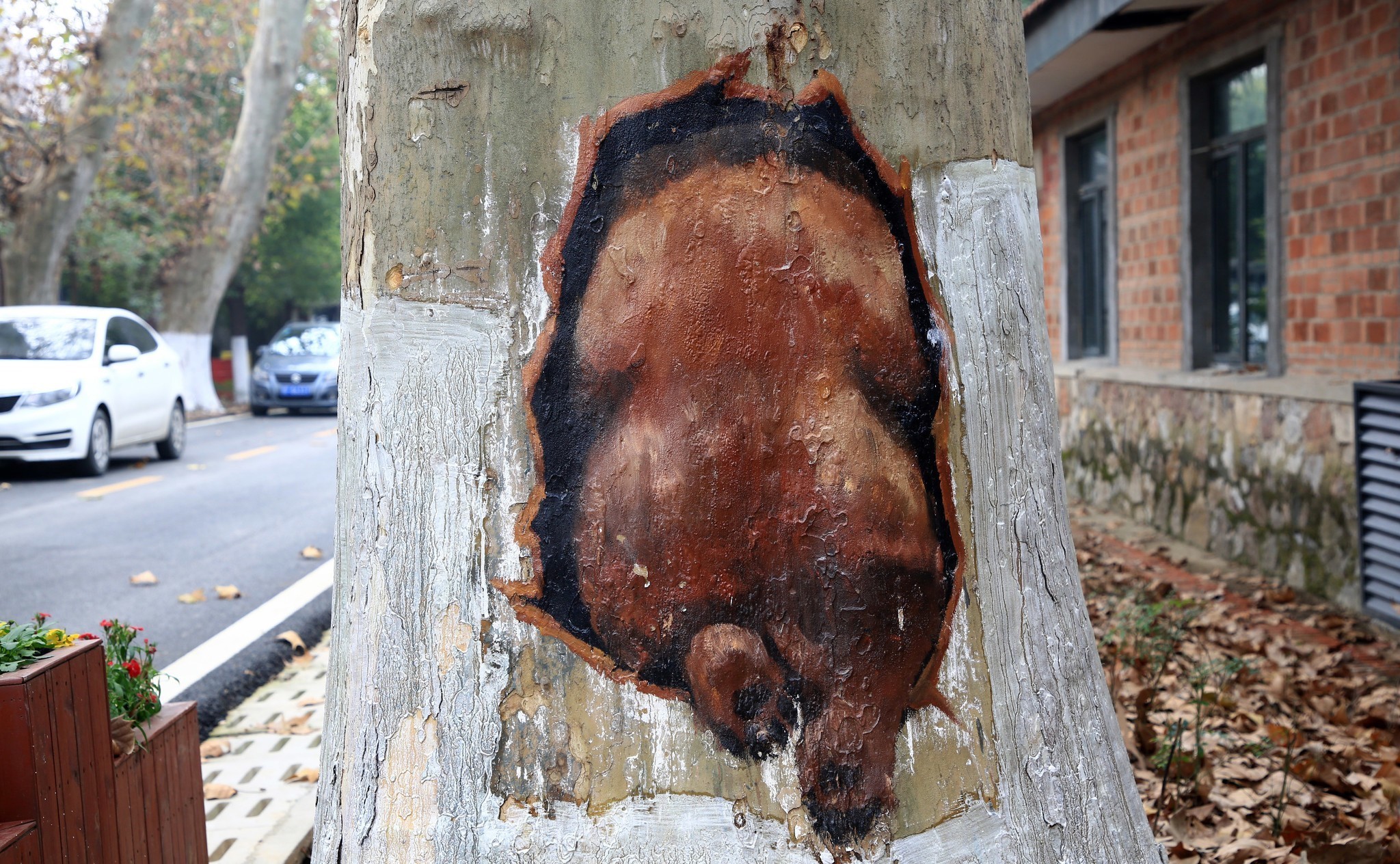 襄阳|梧桐树里熊出没!湖北襄阳街头的创意彩绘