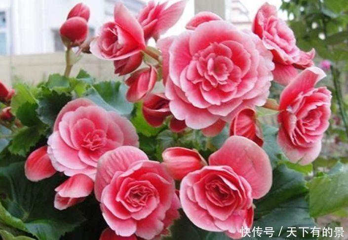 超美|4种花超美的,好养易活,美不胜收,值得入手