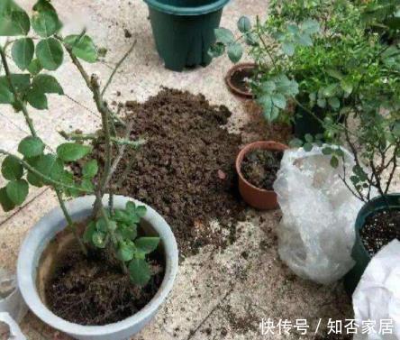 给花配土换盆的时候,4种东西别乱加,不然花卉难养好