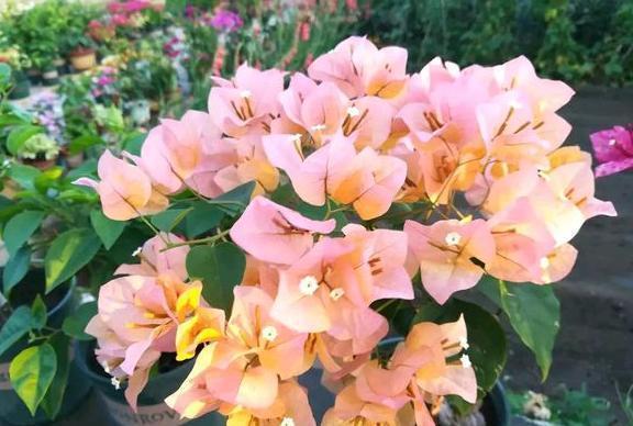 三角梅不开花，控水之前落下“这1步”，控完还是不开花