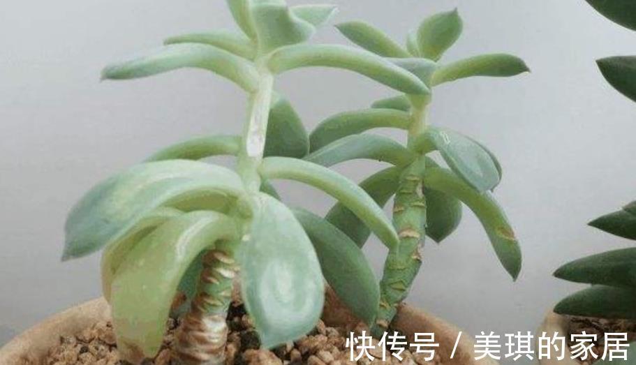 肉肉|多肉徒长别再丢了,教你2个技巧,学会了肉肉繁殖快,一盆变多盆