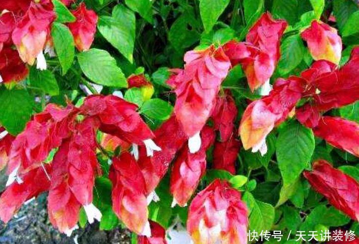 四种花常年开花易爆盆,花香醉人,比香水还好闻!